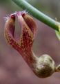 Комнатные Растения Церопегия Цветок ампельные, Ceropegia бордовый Фото