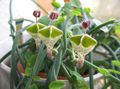 Εσωτερικά φυτά Κρασί Γυαλιού Αμπέλου, Κρήνη Λουλούδι, Εργοστάσιο Αλεξίπτωτο λουλούδι αιωρούμενα, Ceropegia πράσινος φωτογραφία