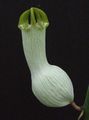 Εσωτερικά φυτά Κρασί Γυαλιού Αμπέλου, Κρήνη Λουλούδι, Εργοστάσιο Αλεξίπτωτο λουλούδι αιωρούμενα, Ceropegia λευκό φωτογραφία