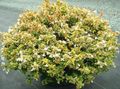 屋内植物 アベリア フラワー 低木, Abelia ホワイト フォト