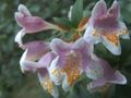 Le piante domestiche Abelia Fiore gli arbusti rosa foto