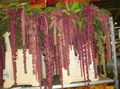 Kamerplanten Amaranthus, Liefde-Leugen-Bloeden, Kiwicha Bloem kruidachtige plant, Amaranthus caudatus claret foto
