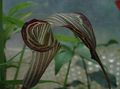 braun Grasig Dragon Arum, Kobra-Pflanze, Amerikanische Wake Robin, Jack In Der Kanzel Foto und Merkmale