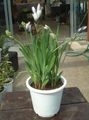 hvid Urteagtige Plante Bavian Blomst, Bavian Rod Foto og egenskaber