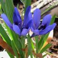 lichtblauw Kruidachtige Plant Baviaan Bloem, Baviaan Wortel foto en karakteristieken