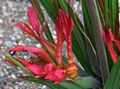 赤 草本植物 ヒヒの花、ヒヒルート フォト と 特性