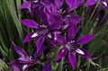 violetti Ruohokasvi Paviaani Kukka, Paviaani Root kuva ja ominaisuudet