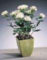wit Struik Jasmijn Plant, Scarlet Trumpetilla foto en karakteristieken