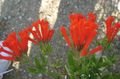 des plantes en pot Usine De Jasmin, Trumpetilla Écarlate Fleur des arbustes, Bouvardia rouge Photo