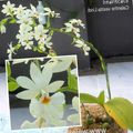 Topfpflanzen Calanthe Blume grasig weiß Foto
