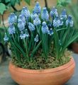 luz azul Planta Herbácea Grape Hyacinth foto e características