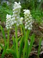 Vnútorné Rastliny Modrica Kvetina trávovitý, Muscari biely fotografie