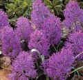 Vnútorné Rastliny Modrica Kvetina trávovitý, Muscari fialový fotografie
