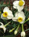 Topfpflanzen Narzissen, Daffy Unten Dilly Blume grasig, Narcissus weiß Foto