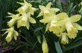 Le piante domestiche Narcisi, Daffy Giù Dilly Fiore erbacee, Narcissus giallo foto