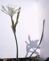 Εσωτερικά φυτά Κρινάκι Της Θάλασσας, Κρίνος Της Θάλασσας, Την Άμμο Κρίνο λουλούδι ποώδη, Pancratium λευκό φωτογραφία
