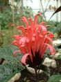 Indendørs Planter Brasiliansk Røgsøjlen, Flamingo Blomst busk, Jacobinia rød Foto
