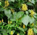 室内植物 巴西羽，火鹤花 灌木, Jacobinia 黄 照