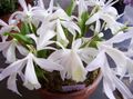 室内植物 印度番红花 草本植物, Pleione 白 照