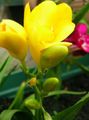 Pokojowe Rośliny Sparaxis Kwiat trawiaste żółty zdjęcie