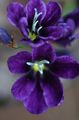 Krukväxter Sparaxis Blomma örtväxter violett Fil