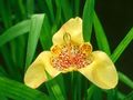 gul Urteagtige Plante Tigridia, Mexican Shell-Blomst Foto og egenskaber