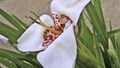 бял Тревисто Tigridia, Мексикански Черупка-Цвете снимка и характеристики
