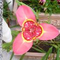 Topfpflanzen Tigridia, Mexikanische Shell-Blume grasig rosa Foto