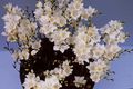 Εσωτερικά φυτά Tritonia λουλούδι ποώδη λευκό φωτογραφία