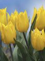 des plantes en pot Tulipe Fleur herbeux, Tulipa jaune Photo