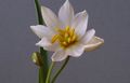 hvítur Herbaceous Planta Tulip mynd og einkenni