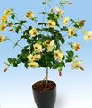 Topfpflanzen Goldene Trompete Strauch Blume liane, Allamanda gelb Foto