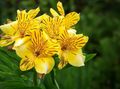Kapalı bitkiler Perulu Zambak çiçek otsu bir bitkidir, Alstroemeria sarı fotoğraf