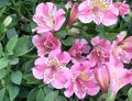 rózsaszín Lágyszárú Növény Perui Liliom fénykép és jellemzők