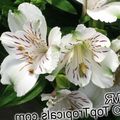 hvit Urteaktig Plante Peruanske Lilje Bilde og kjennetegn