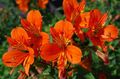 oranje Kruidachtige Plant Peruviaanse Lelie foto en karakteristieken
