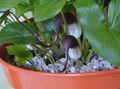  თაგვის კუდი ქარხანა ყვავილების ბალახოვანი მცენარე, Arisarum proboscideum ბორდო სურათი