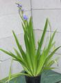Innendørs Planter Blue Corn Lilje Blomst urteaktig plante, Aristea ecklonii lyse blå Bilde