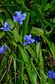 Kamerplanten Blauwe Maïs Lelie Bloem kruidachtige plant, Aristea ecklonii lichtblauw foto