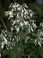 შიდა მცენარეები Renga ლილი, როკ-Lily ყვავილების ბალახოვანი მცენარე, Arthropodium თეთრი სურათი