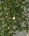 Innendørs Planter Sentrale Amerikanske Bellflower Blomst hengende plante, Codonanthe hvit Bilde