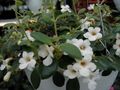 Kapalı bitkiler Merkezi Amerikan Bellflower çiçek asılı bitki, Codonanthe beyaz fotoğraf