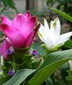 rózsaszín Lágyszárú Növény Kurkuma fénykép és jellemzők