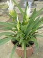 des plantes en pot Curcuma Fleur herbeux blanc Photo