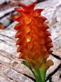 piros Lágyszárú Növény Kurkuma fénykép és jellemzők
