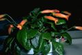 Интериорни растения Gesneria Цвете тревисто оранжев снимка