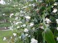 Māja Augi Taitiešu Līgavas Plīvurs Zieds zālaugu augs, Gibasis balts Foto