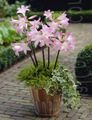 Szobanövények Belladonna Liliom, Március Liliom, Meztelen Hölgy Virág lágyszárú növény, Amaryllis fehér fénykép