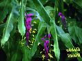 室内植物 舞小姐 花 草本植物, Globba 紫丁香 照