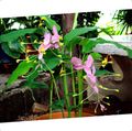 Кімнатні Рослини Глобба Квітка трав'яниста, Globba рожевий Фото